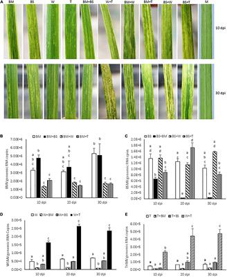 Differential Synergistic Interactions Among Four Different Wheat-Infecting Viruses